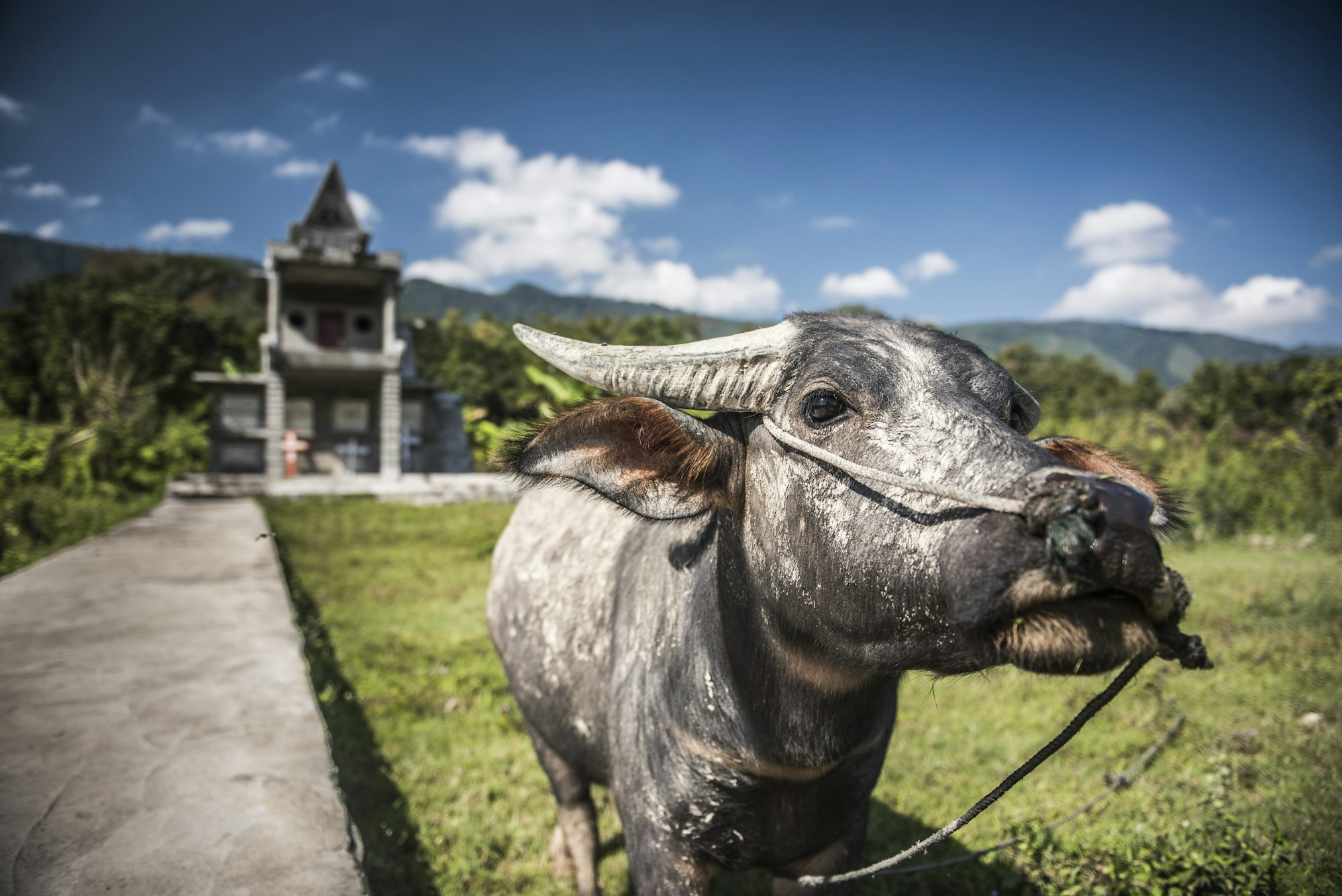 Water Buffalo, Tuk Tuk, Lake Toba (Danau Toba), North Sumatra, Indonesia, Asia
